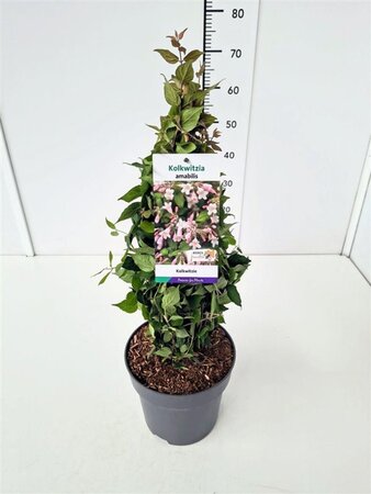 Kolkwitzia amabilis 50-60 cm cont. 5,0L - afbeelding 2