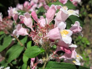 Kolkwitzia amabilis 60-80 cm container - afbeelding 4