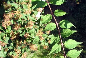 Kolkwitzia amabilis 60-80 cm met kluit - afbeelding 2