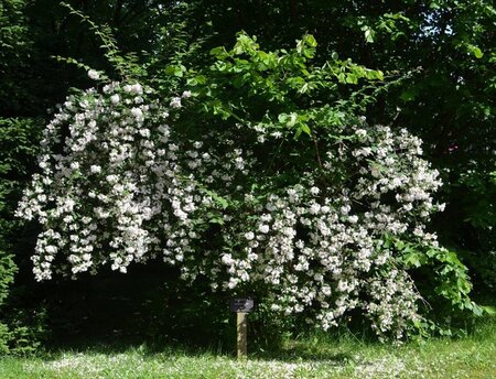 Kolkwitzia amabilis 60-80 cm RB - image 3