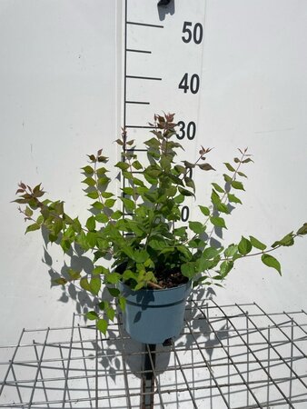 Kolkwitzia amabilis geen maat specificatie cont. 2,0L - afbeelding 3