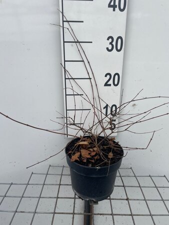 Kolkwitzia amabilis geen maat specificatie cont. 2,0L - afbeelding 1