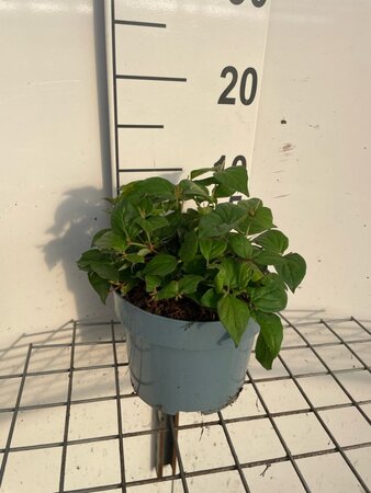 Kolkwitzia amabilis geen maat specificatie cont. 2,0L - afbeelding 1