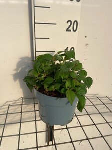 Kolkwitzia amabilis geen maat specificatie cont. 2,0L - afbeelding 1