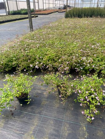 Kolkwitzia amabilis geen maat specificatie cont. 2,0L - afbeelding 3