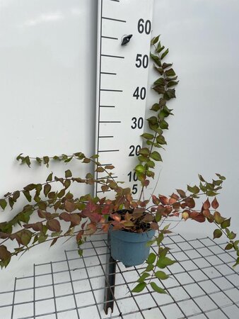 Kolkwitzia amabilis geen maat specificatie cont. 2,0L - afbeelding 4