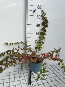Kolkwitzia amabilis geen maat specificatie cont. 2,0L - afbeelding 4