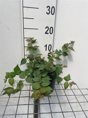 Kolkwitzia amabilis geen maat specificatie cont. 2,0L - image 1