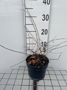 Kolkwitzia amabilis geen maat specificatie cont. 2,0L