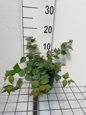 Kolkwitzia amabilis geen maat specificatie cont. 2,0L - image 2