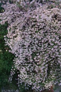 Kolkwitzia amabilis 'Pink Cloud' 40-60 cm cont. 3,0L