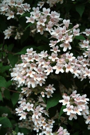 Kolkwitzia amabilis 'Pink Cloud' 40-60 cm cont. 3,0L - afbeelding 5