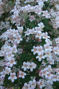 Kolkwitzia amabilis 'Pink Cloud' 60-80 cm container - afbeelding 2