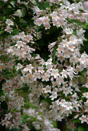 Kolkwitzia amabilis 'Pink Cloud' 60-80 cm container - afbeelding 3