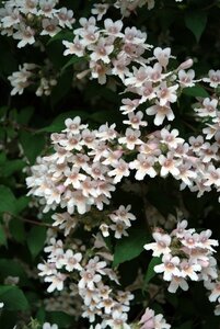 Kolkwitzia amabilis 'Pink Cloud' 60-80 cm container - afbeelding 5