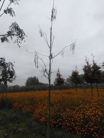 Koelreuteria paniculata 12-14 STA WRB 2 X V