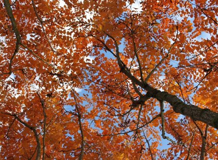 Koelreuteria paniculata 125-150 cm met kluit struik - afbeelding 9