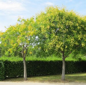 Koelreuteria paniculata 125-150 cm met kluit struik - afbeelding 3