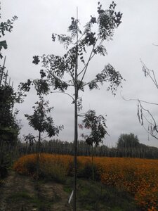 Koelreuteria paniculata 14-16 Hoogstam draadkluit 2 X verplant