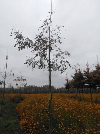 Koelreuteria paniculata 16-18 STA WRB 3 X V