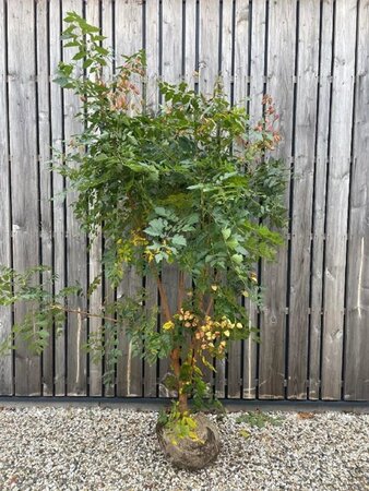 Koelreuteria paniculata 175-200 cm RB multi-stem