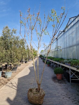 Koelreuteria paniculata 200-250 cm draadkluit meerstammig - afbeelding 3