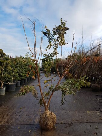 Koelreuteria paniculata 200-250 cm draadkluit meerstammig - afbeelding 1
