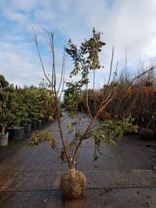 Koelreuteria paniculata 200-250 cm draadkluit meerstammig