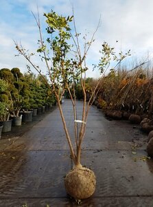 Koelreuteria paniculata 200-250 cm draadkluit meerstammig - afbeelding 2