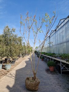 Koelreuteria paniculata 200-250 cm draadkluit meerstammig - afbeelding 4