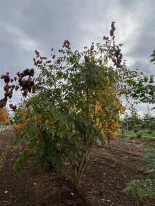 Koelreuteria paniculata 200-250 cm WRB multi-stem