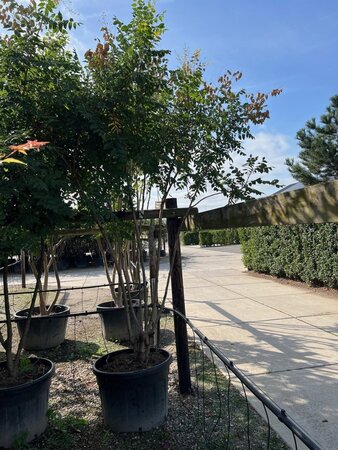 Koelreuteria paniculata 250-300 cm cont. 150L meerstammig