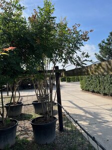 Koelreuteria paniculata 250-300 cm cont. 150L meerstammig