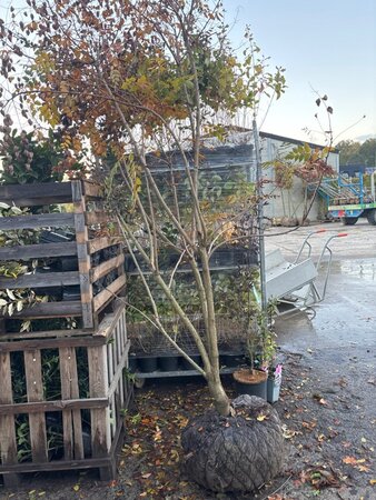 Koelreuteria paniculata 250-300 cm draadkluit meerstammig - afbeelding 1