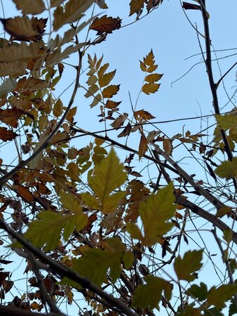 Koelreuteria paniculata 250-300 cm draadkluit meerstammig - afbeelding 2