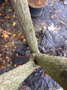 Koelreuteria paniculata 250-300 cm draadkluit meerstammig - afbeelding 3