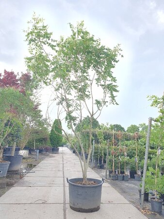 Koelreuteria paniculata 300-350 cm container meerstammig - afbeelding 6