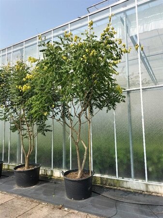 Koelreuteria paniculata 300-350 cm container meerstammig - afbeelding 8