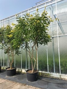 Koelreuteria paniculata 300-350 cm container meerstammig - afbeelding 8