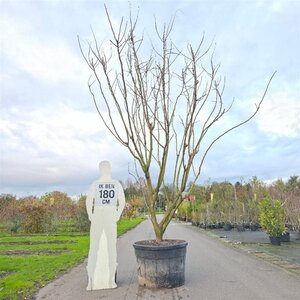 Koelreuteria paniculata 300-350 cm container meerstammig - afbeelding 5