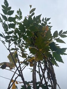 Koelreuteria paniculata 300-350 cm container meerstammig