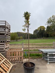 Koelreuteria paniculata 300-350 cm container meerstammig - afbeelding 2