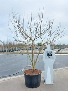 Koelreuteria paniculata 300-350 cm container meerstammig - afbeelding 6