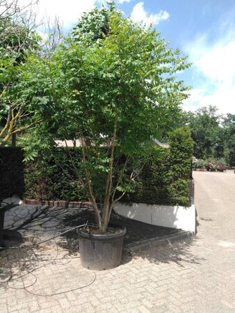 Koelreuteria paniculata 300-350 cm container meerstammig - afbeelding 5