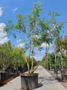 Koelreuteria paniculata 300-350 cm container meerstammig - afbeelding 7