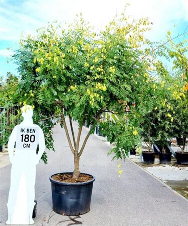 Koelreuteria paniculata 300-350 cm container meerstammig - afbeelding 7