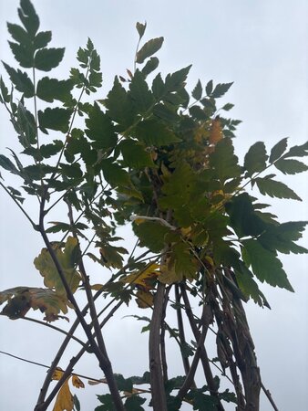 Koelreuteria paniculata 300-350 cm container multi-stem - image 1