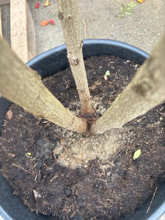 Koelreuteria paniculata 300-350 cm container multi-stem - image 3