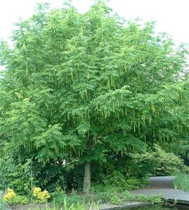 Koelreuteria paniculata 8-10 Hoogstam draadkluit