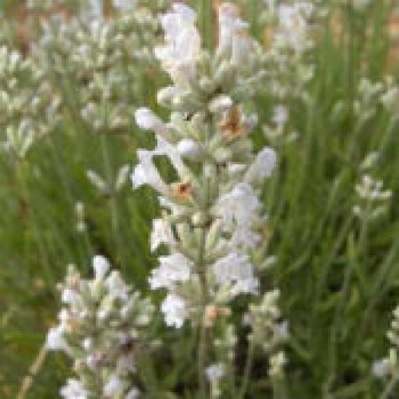 Lavandula ang. 'Alba' geen maat specificatie 0,55L/P9cm - afbeelding 5